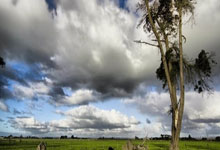 NG体育：巴西小将丰塞卡夺得ATP新生代力量总决赛冠军央视网.